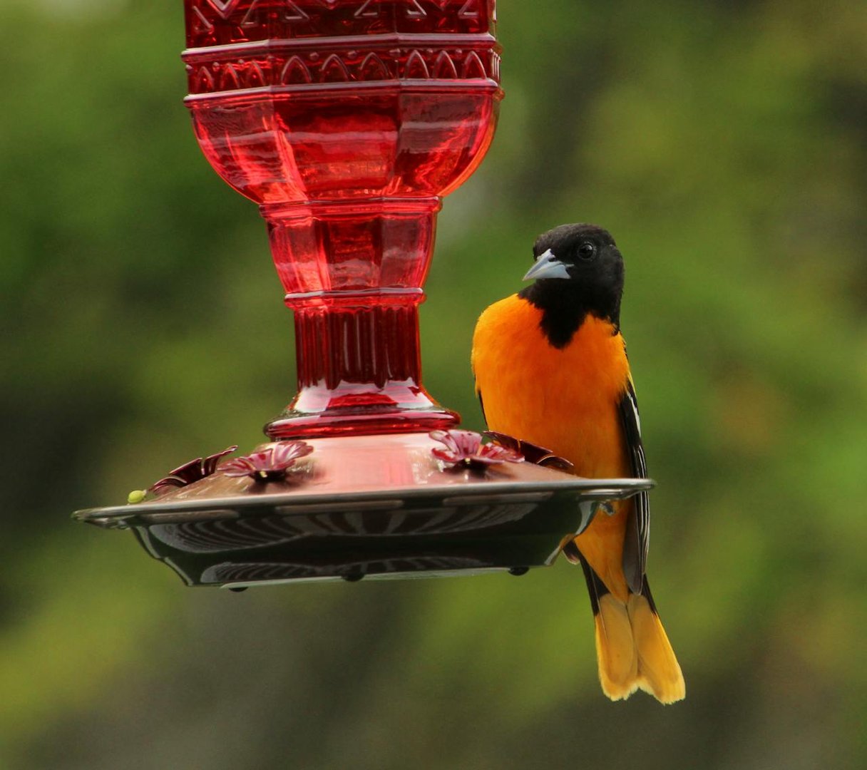 Albania Travel Budget Guide 2026: What It Actually Costs